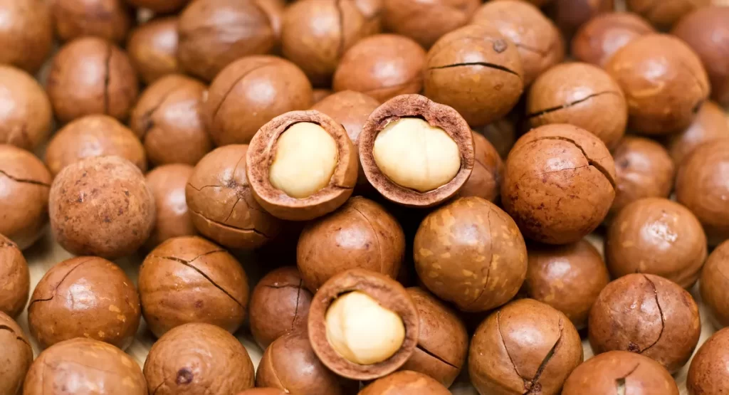 ماکادمیا خشکبار پارسا